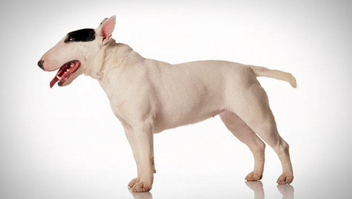 bull-terrier.jpg