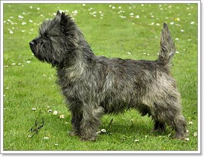 cairn_terrier-1.jpg