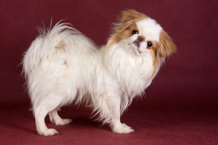 japanese-chin-02.jpg