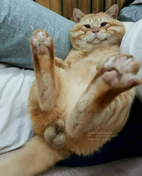 36923521 10212263514650475 2777559404772327424 n