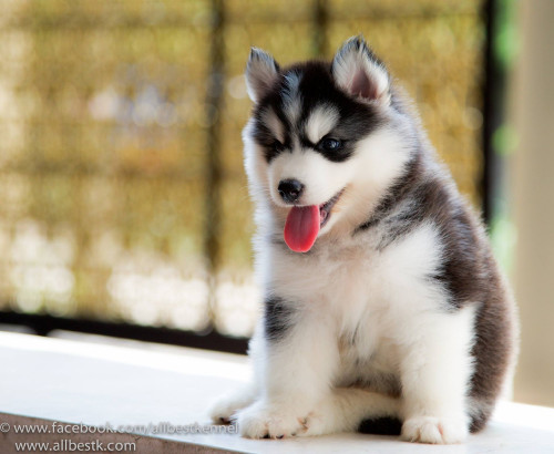 12594050 1099571830077710 6727073616788039589 o