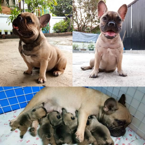 36327586 1717381241663975 8251169454549893120 n