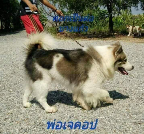37328743 2179539838959028 6548206666758750208 n