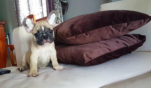 37373440 10211669781212223 6009486921661677568 n