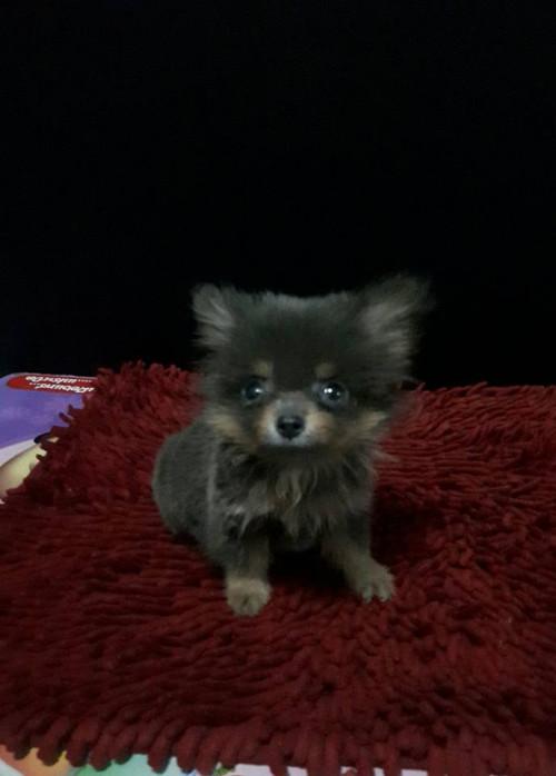 37488238 1860613574004347 6228604904584249344 n