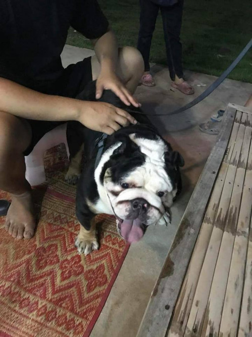 37531253 1787539418030991 3327036415153274880 n