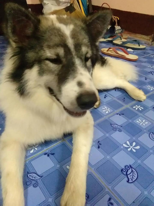 37616152 429302494250776 9120826978243444736 n