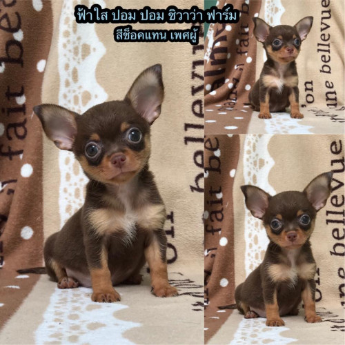 37654165 1217454115061869 5516314321191174144 n