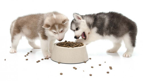 Best Dog Food for Huskies 1021x580