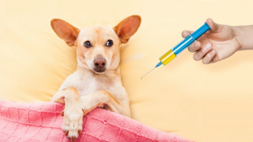 dog getting vaccine 2