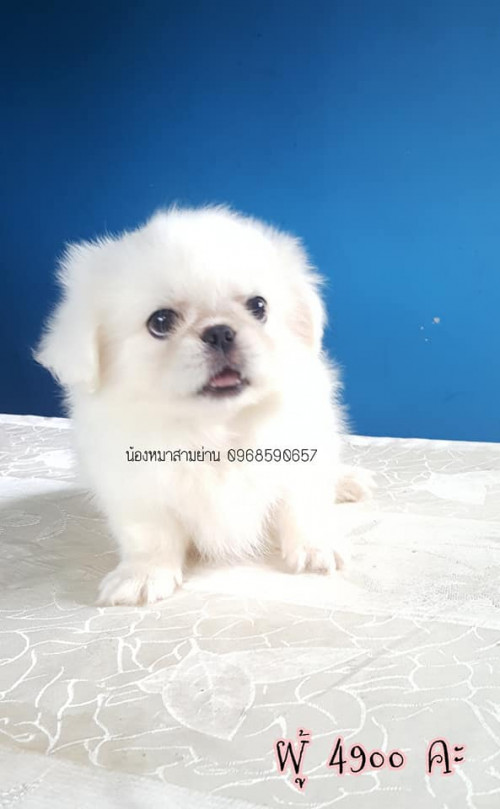 36246671 1988927397798298 1973011532291768320 n