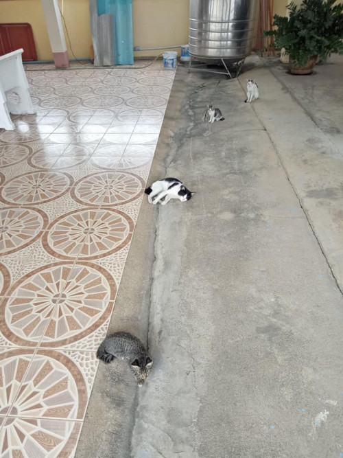 38614618 2123299961045754 6012779267497132032 n