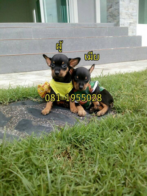38655889 297157371037418 5001292745344548864 n