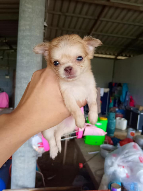 38719283 524357287998861 4269538134670180352 n