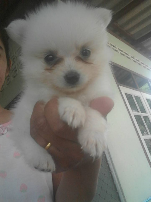 38689508 639890196392892 2839846085650808832 n