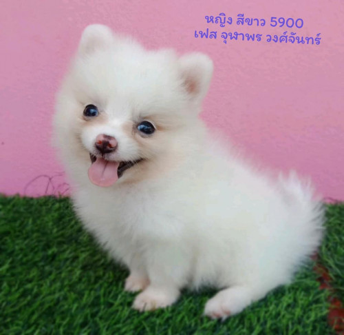 38787401 1821035127987431 3122593867329699840 n