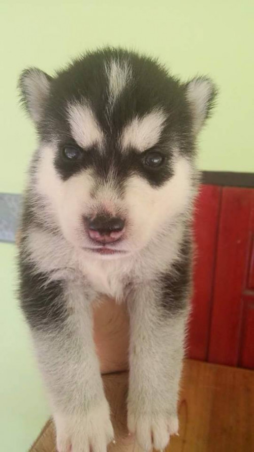 38858252 2127027764179886 4031612034691891200 n