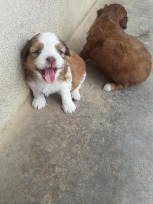 38932980 520937595028046 701270633614409728 n