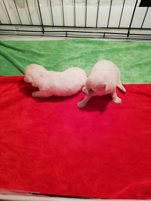 38942472 145077966397689 7075139492587241472 n