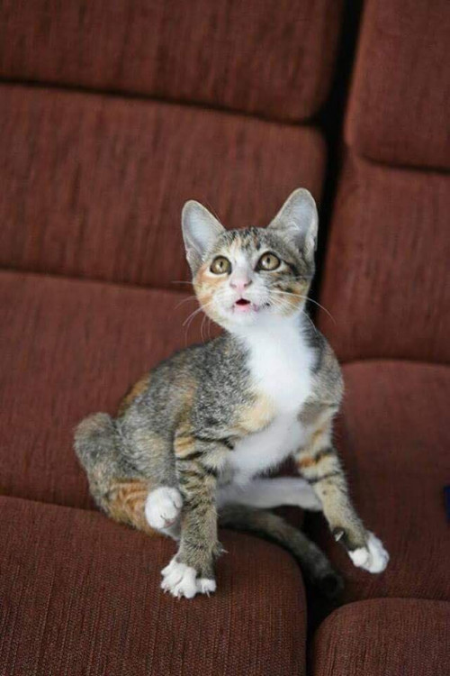 39068307 1889587227746471 7682790503552647168 n