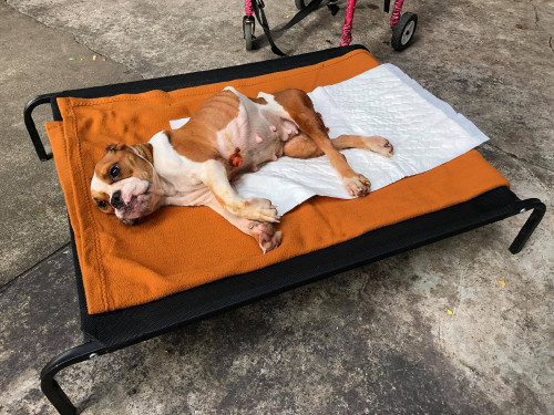 39221313 699814127018704 6288138262317891584 o