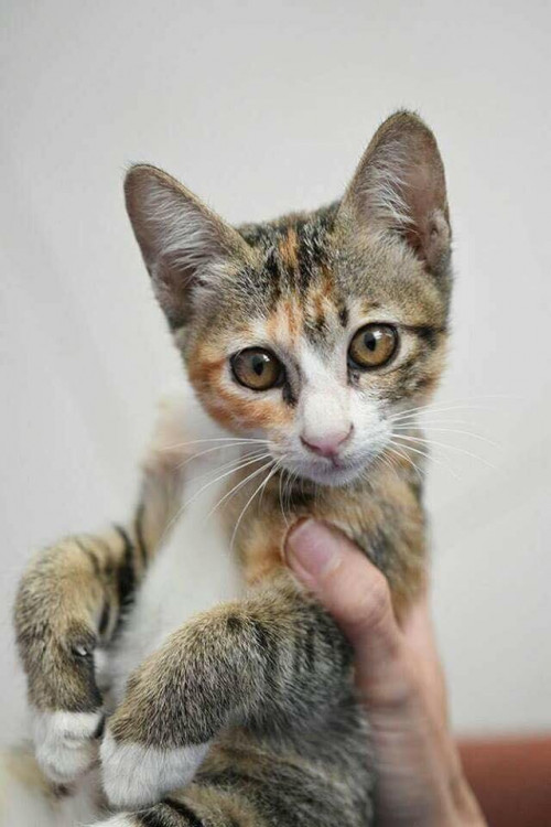 39257812 1889587247746469 7778153818499317760 n