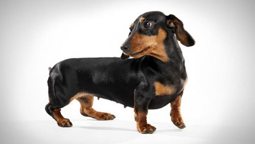 dachshund-1.jpg