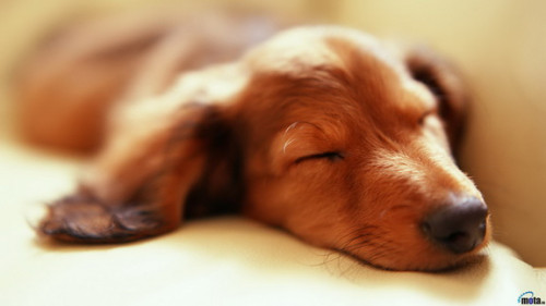 dog-wallpaper-39_resize.jpg