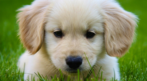 miniature-golden-retriever-puppies-for-sale01.jpg