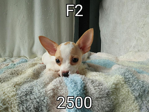 39502560 2123690337702041 4117530080899497984 n