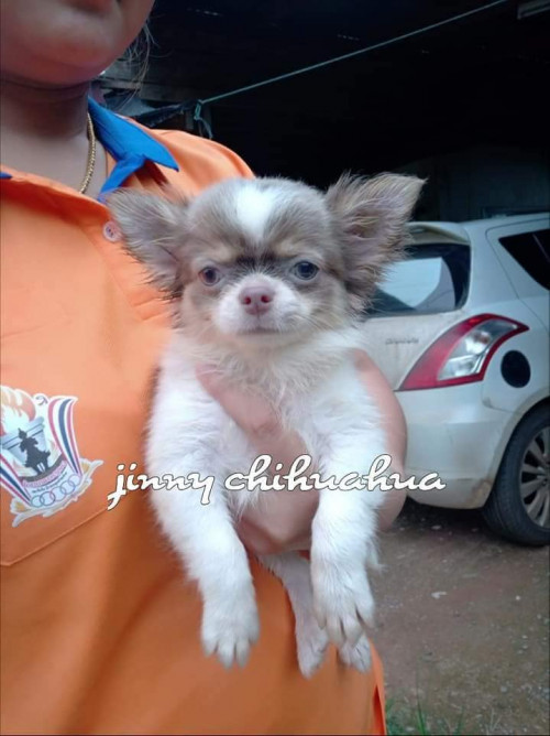 39568592 2078842545482568 6068263579172208640 n