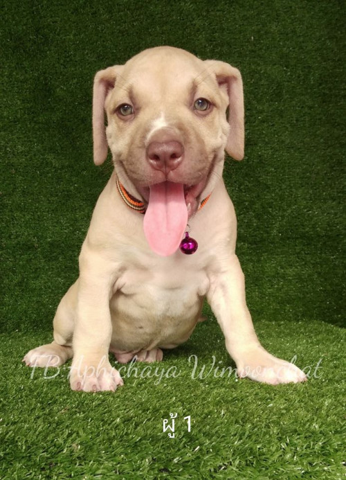 39589248 2599667713392920 3166261469843030016 n