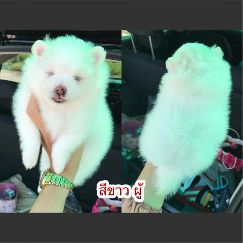 39589363 1250625508411396 262888802089959424 n