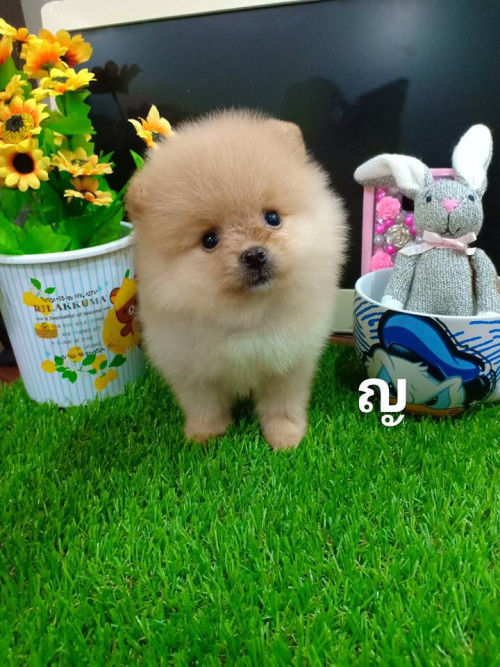 39608461 1134030450069021 5948306465444855808 n