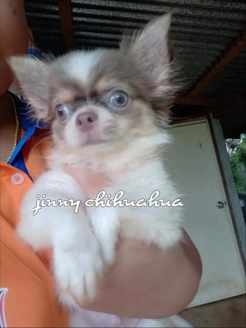 39714758 2078842475482575 8814633524146470912 n