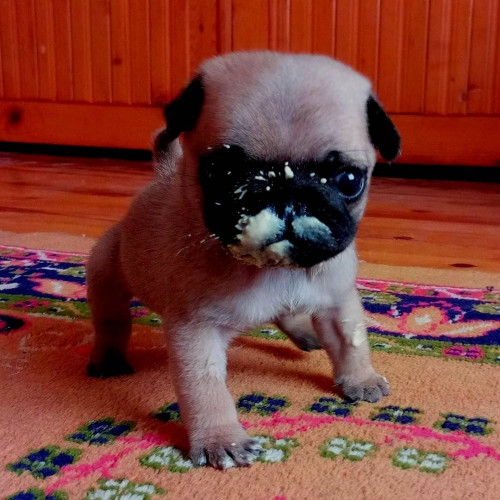 29717397 750267865172638 3974960441100075008 n