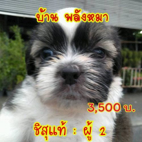 40198899 2187341801542676 3175303273649274880 n