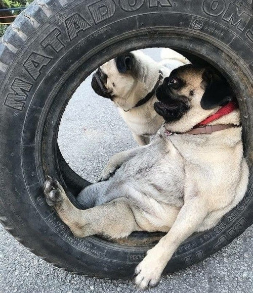 31429061 2088161398092222 2442643399833026560 n