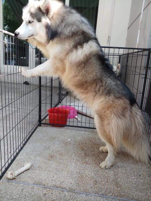 37868283 465301203881115 1097035080913649664 n