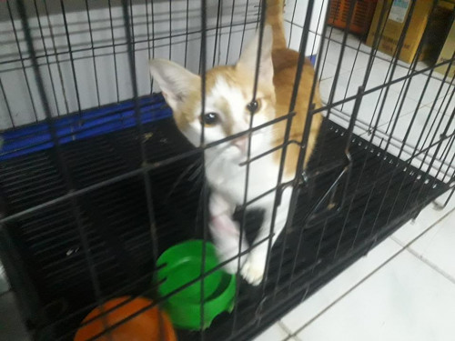 41745266 2217794868292910 4448472300492161024 n