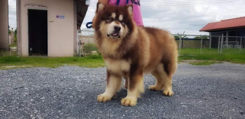 41962013 132187304400682 6005503300839931904 n