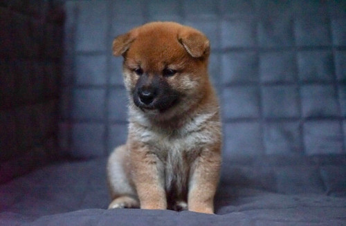 male ryoko18.08.04 180917 0055