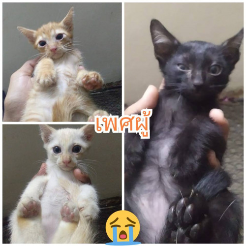 41934638 530702344043026 2237144912824893440 n