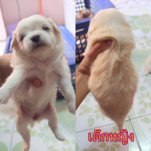 41985088 232912814235729 1050056947673333760 n