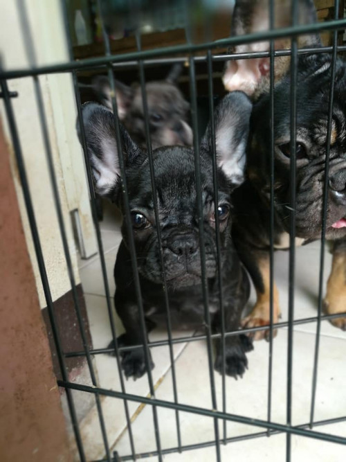 42099798 738077016528427 2623705399827628032 n