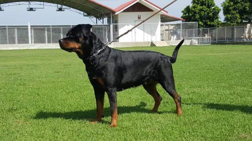 FB IMG 1535551014085