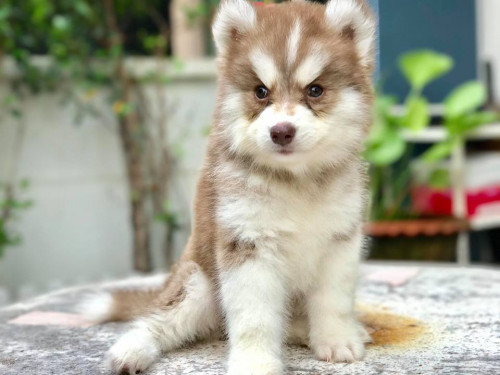 42045427 2278521492422009 7231157345005338624 n