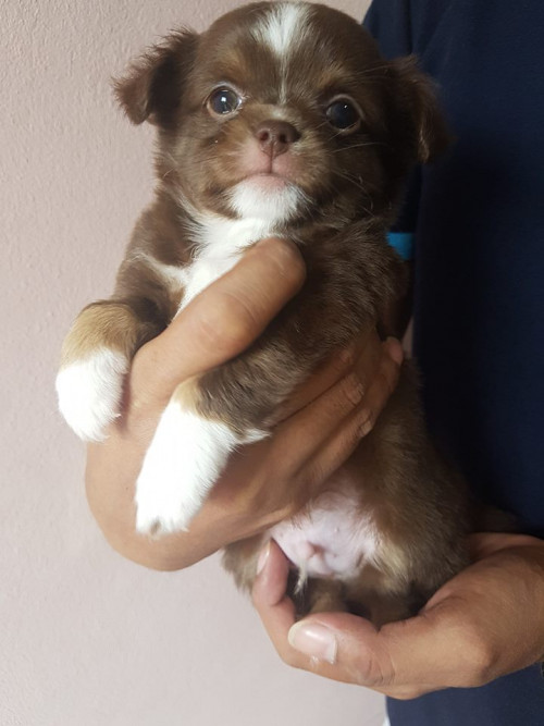 42096330 10210881378465581 3867086655219302400 n