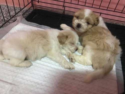 42164619 473257319855542 5066094967093460992 n