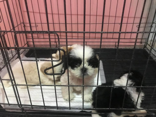 42179559 473257356522205 8428293837117456384 n